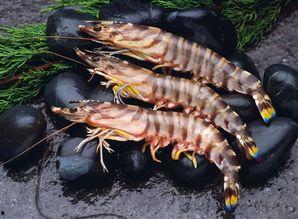 大虾养殖爆料图片大全视频,揭秘养殖爆料的图片与视频 第1张 大虾养殖爆料图片大全视频,揭秘养殖爆料的图片与视频 第1张